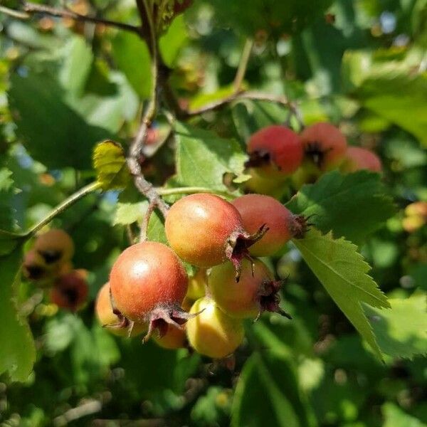 Crataegus coccinea Frucht