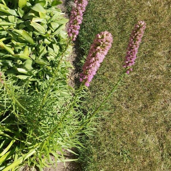 Liatris spicata Bloem