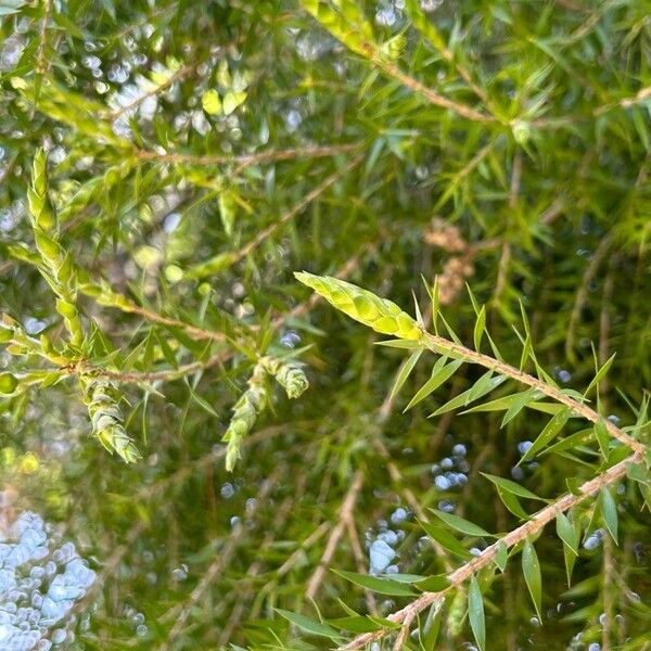 Melaleuca bracteata Žiedas