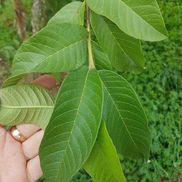 Psidium guajava ᱥᱟᱠᱟᱢ