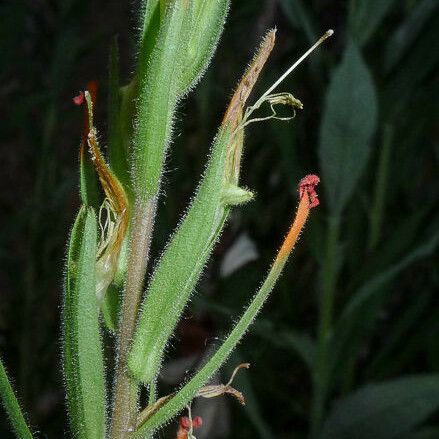 Castilleja minor Pokrój