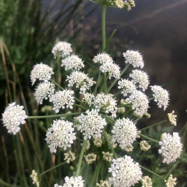 Oenanthe crocata Flor