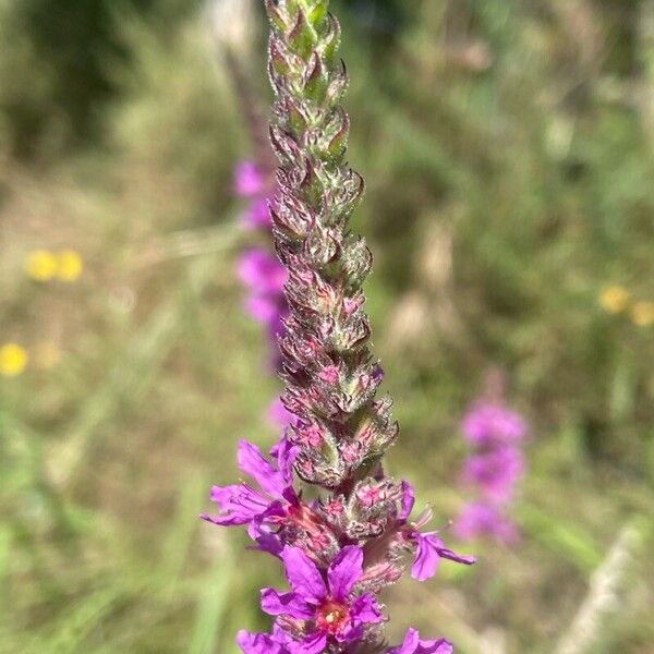 Lythrum virgatum ফল