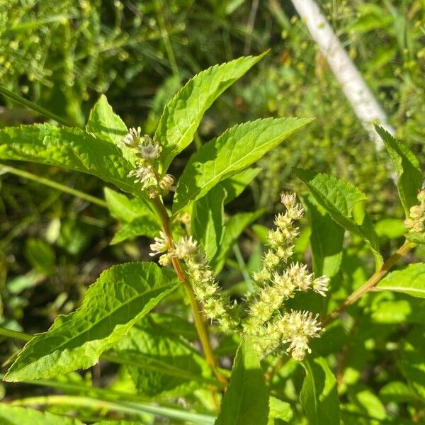 Penthorum sedoides Квітка