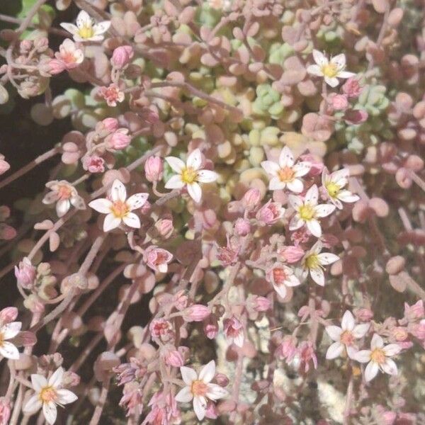 Sedum dasyphyllum 花