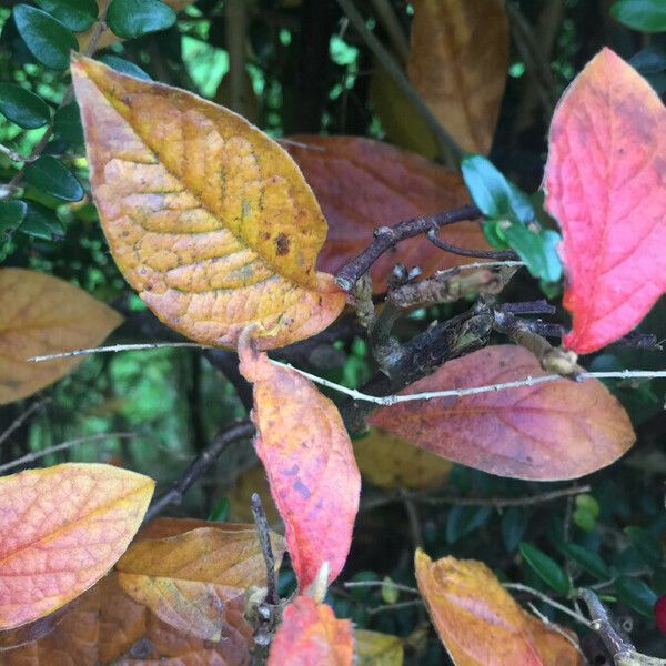 Cotoneaster bullatus 葉