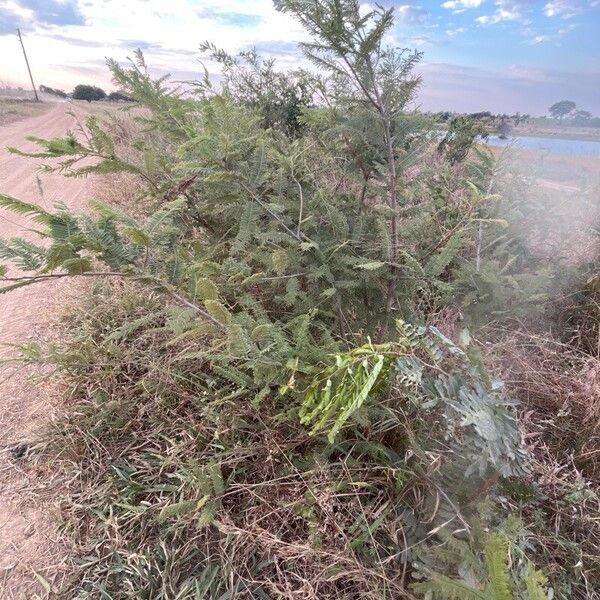 Vachellia farnesiana برگ