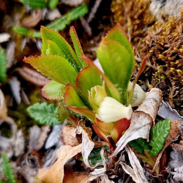 Arctous alpina Blatt