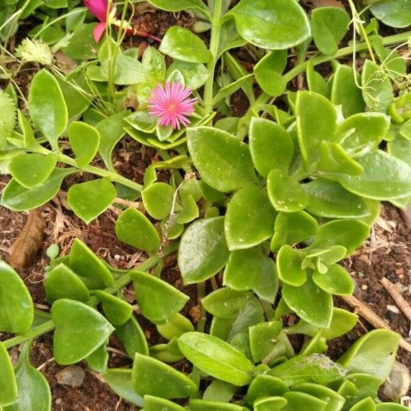 Aptenia cordifolia Лист