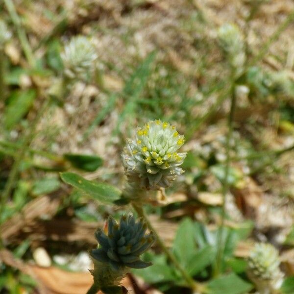 Gomphrena celosioides Цвят