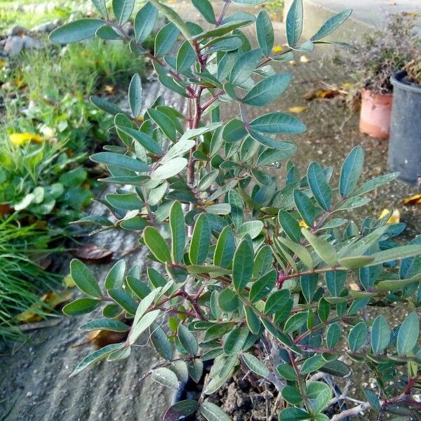 Pistacia lentiscus Leaf