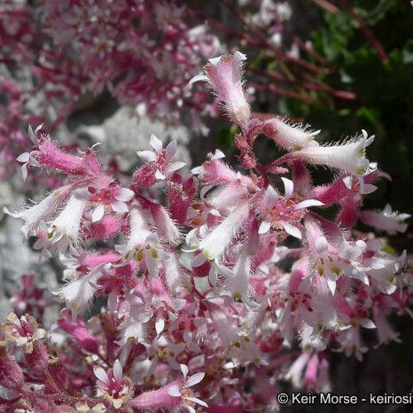 Heuchera caespitosa Flower