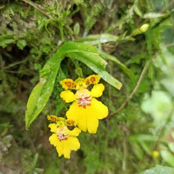 Erycina pusilla Λουλούδι