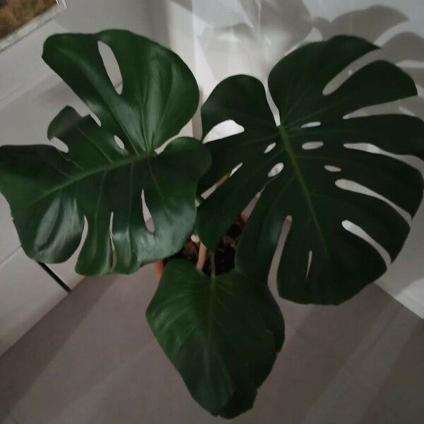 Monstera deliciosa Leaf