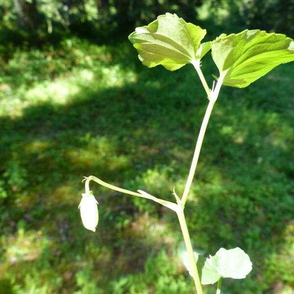 Viola canina Hoja