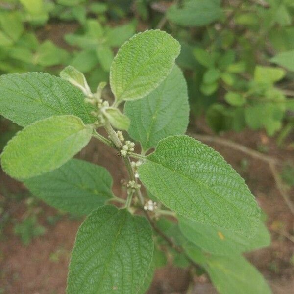 Lippia origanoides ഇല