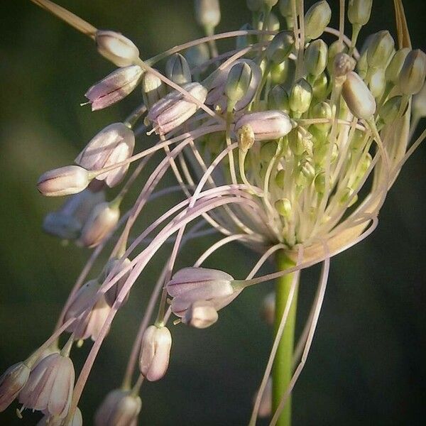 Allium paniculatum Flower