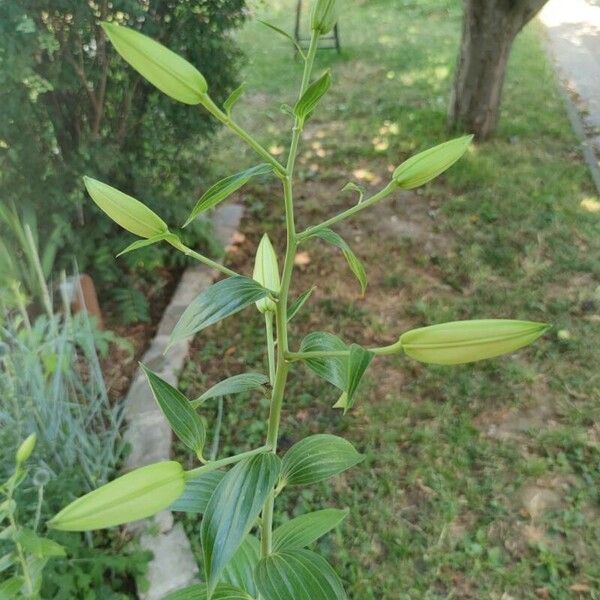 Lilium candidum Blomma