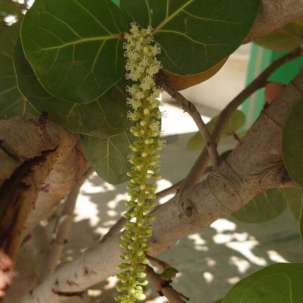 Coccoloba uvifera Flor