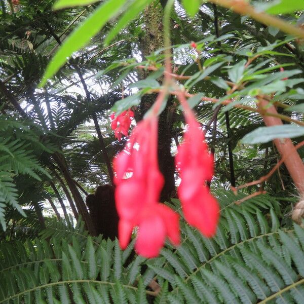 Fuchsia paniculata Blomma