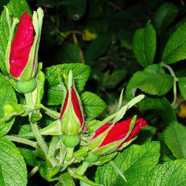 Rosa rugosa Flor