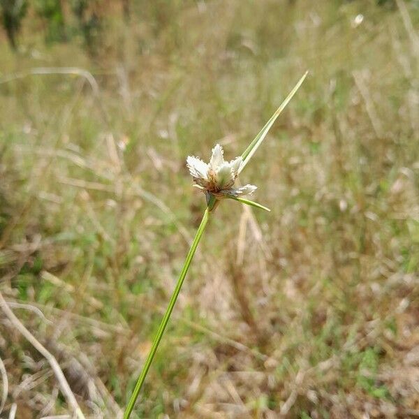 Cyperus niveus Fiore