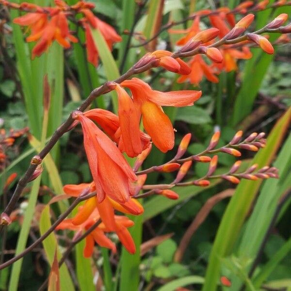 Crocosmia × crocosmiiflora Bloem