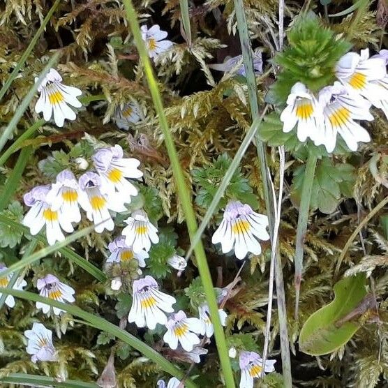 Euphrasia alpina Flower