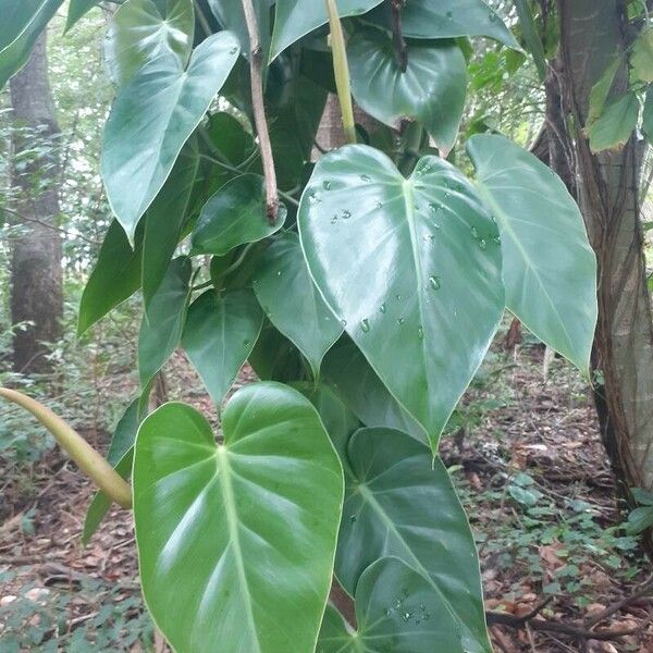 Philodendron hederaceum Лист