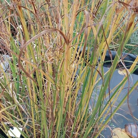 Cyperus longus Leaf