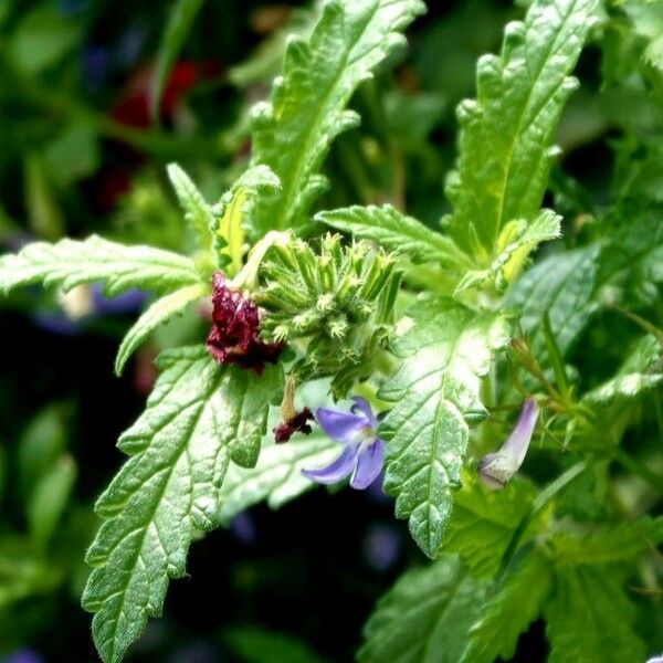 Verbena rigida Frunză