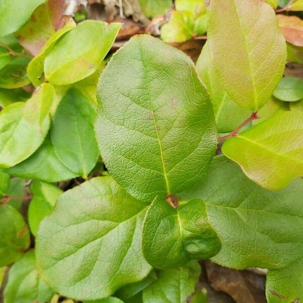 Gaultheria shallon Blad