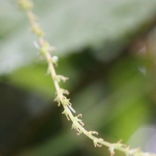 Boehmeria japonica Flower