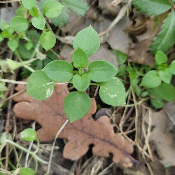 Stellaria media Leht