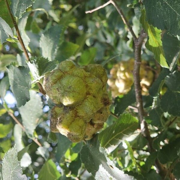 Ulmus pumila Plod