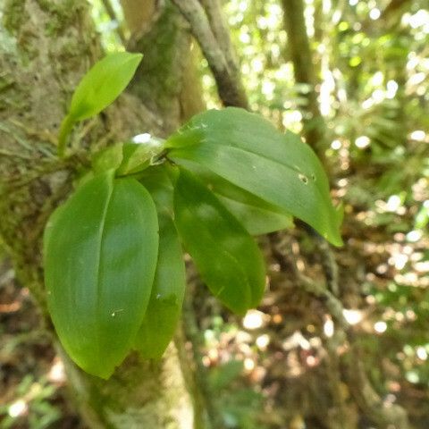 Dendrobium platygastrium 花