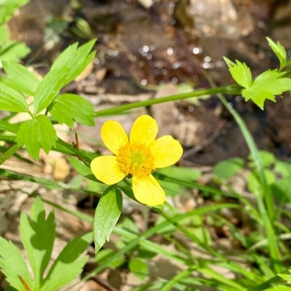 Ranunculus hispidus Flor