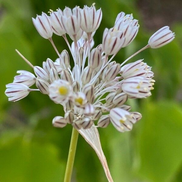 Allium paniculatum Kvet