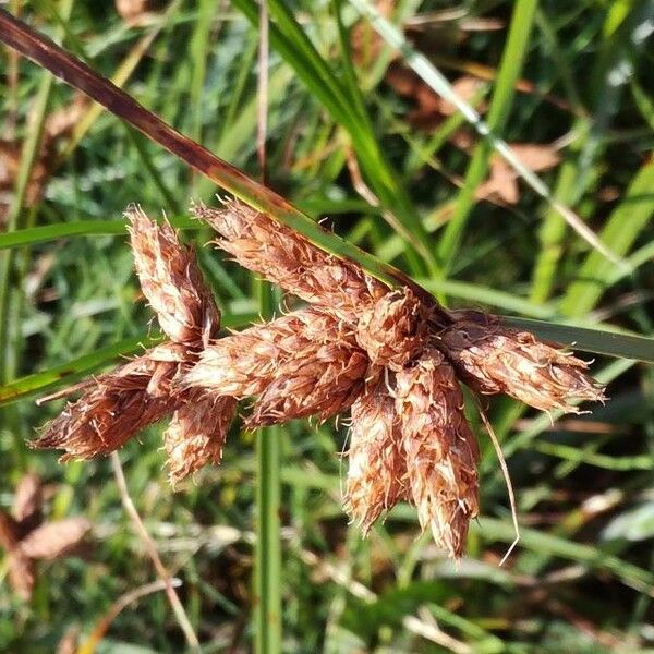 Bolboschoenus maritimus Flor