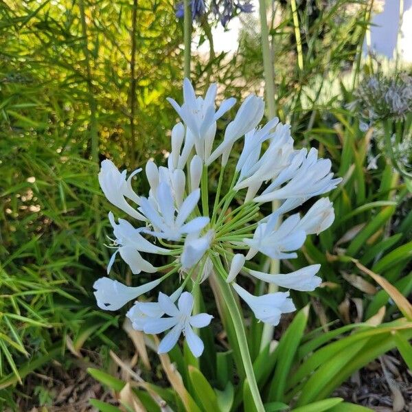 Agapanthus africanus പുഷ്പം