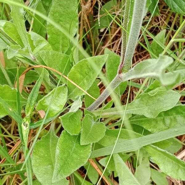 Silene nutans Folha