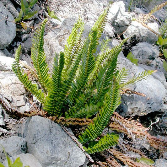 Polystichum imbricans Habitus