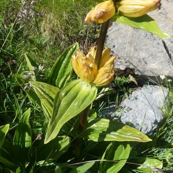 Gentiana punctata Yaprak