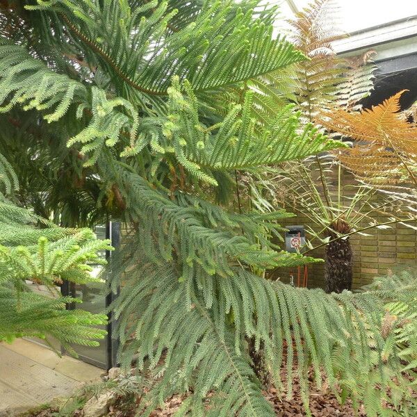 Araucaria biramulata Хабит