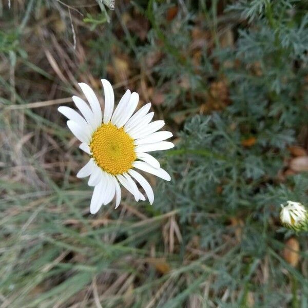 Leucanthemum monspeliense Flower