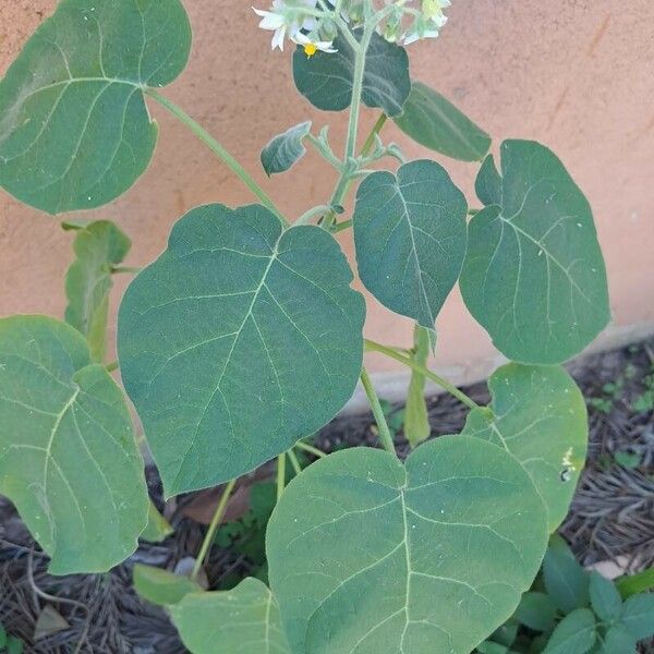 Solanum abutiloides Blad