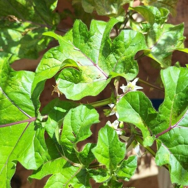 Solanum capsicoides ᱥᱟᱠᱟᱢ