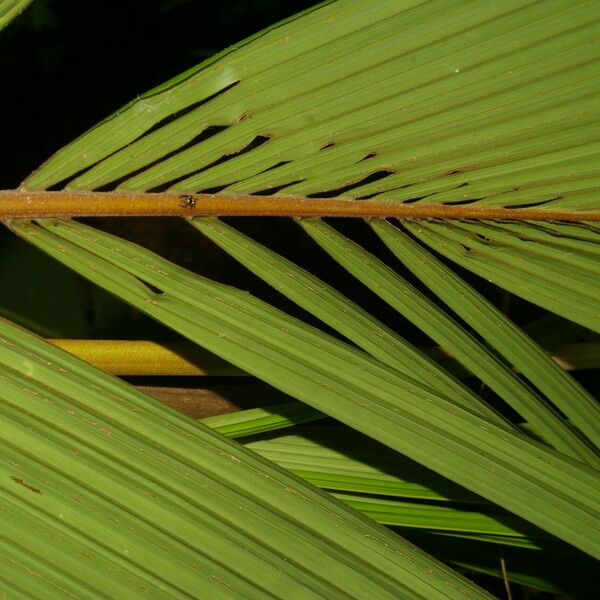 Reinhardtia latisecta Blatt