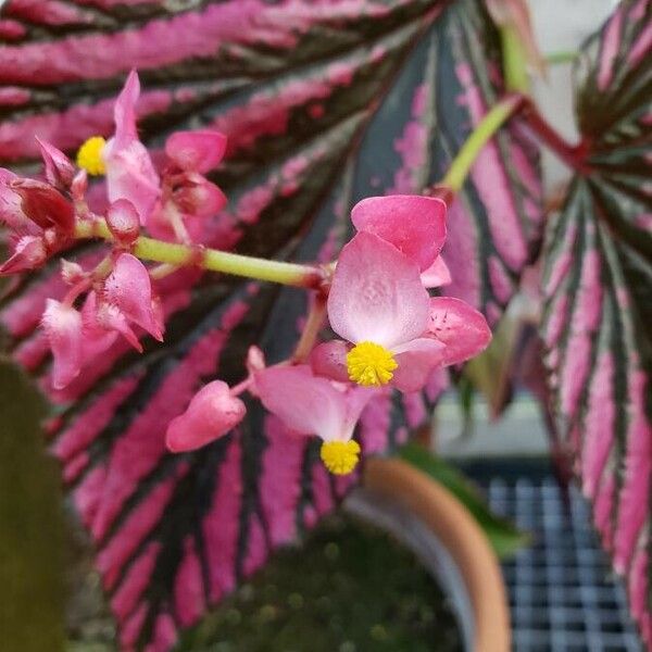 Begonia brevirimosa Virág