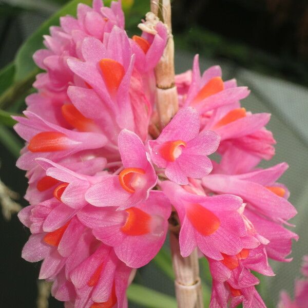 Dendrobium pseudoglomeratum Virág